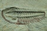 Cambrian Trilobite (Longianda) With Pos/Neg - Issafen, Morocco #243670-2